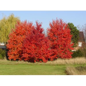 Javor červený (Acer rubrum) - výška 40-60 cm, kont. C3L